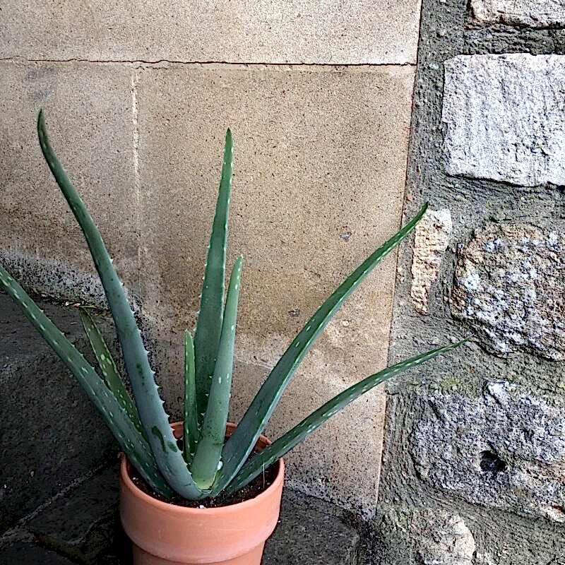 Andre Aloe