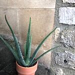 Andre Aloe