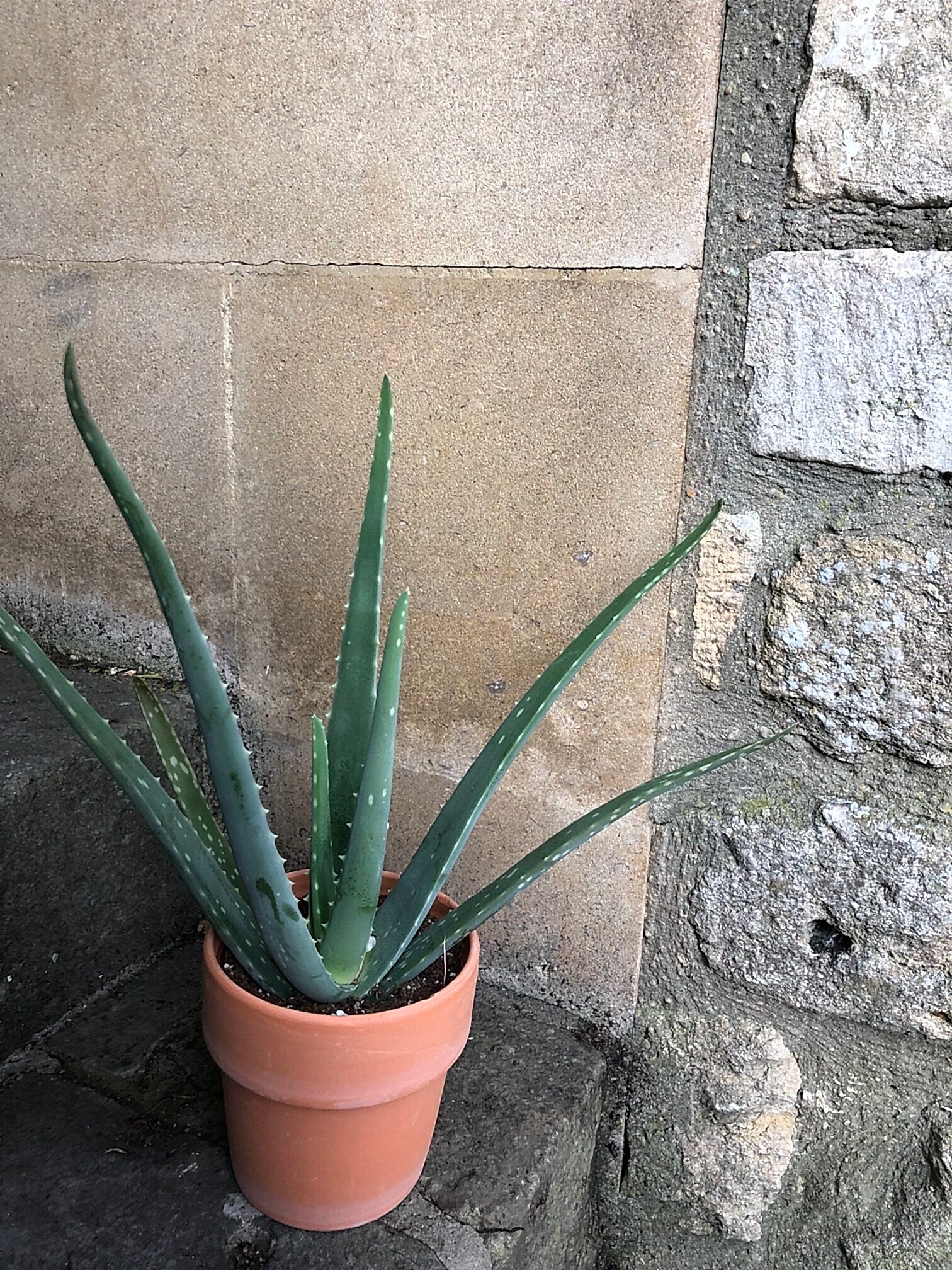 Andre Aloe