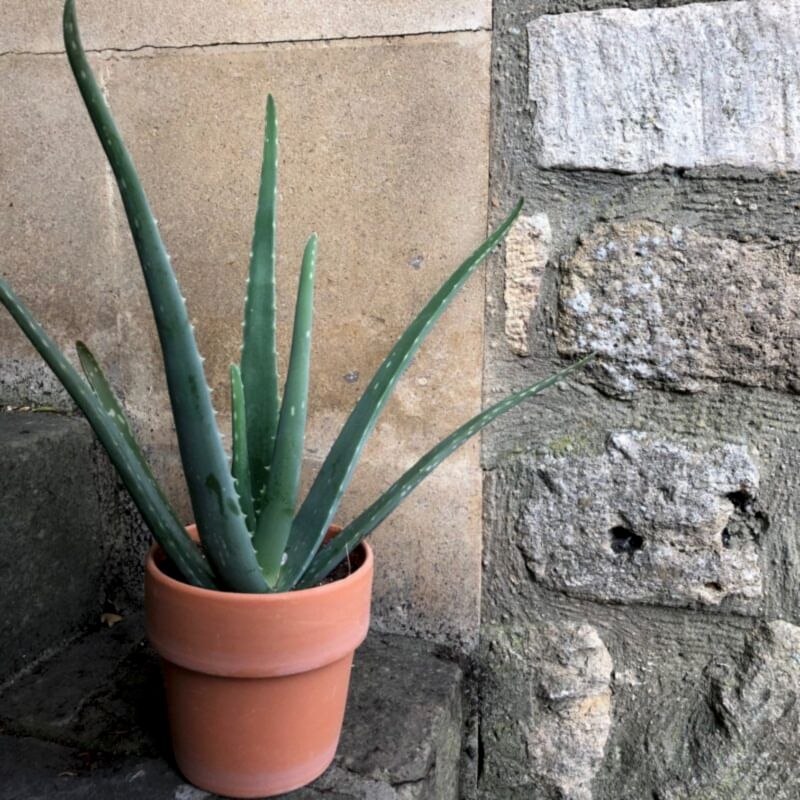 Aloe Vera Plant 'Andre Aloe'