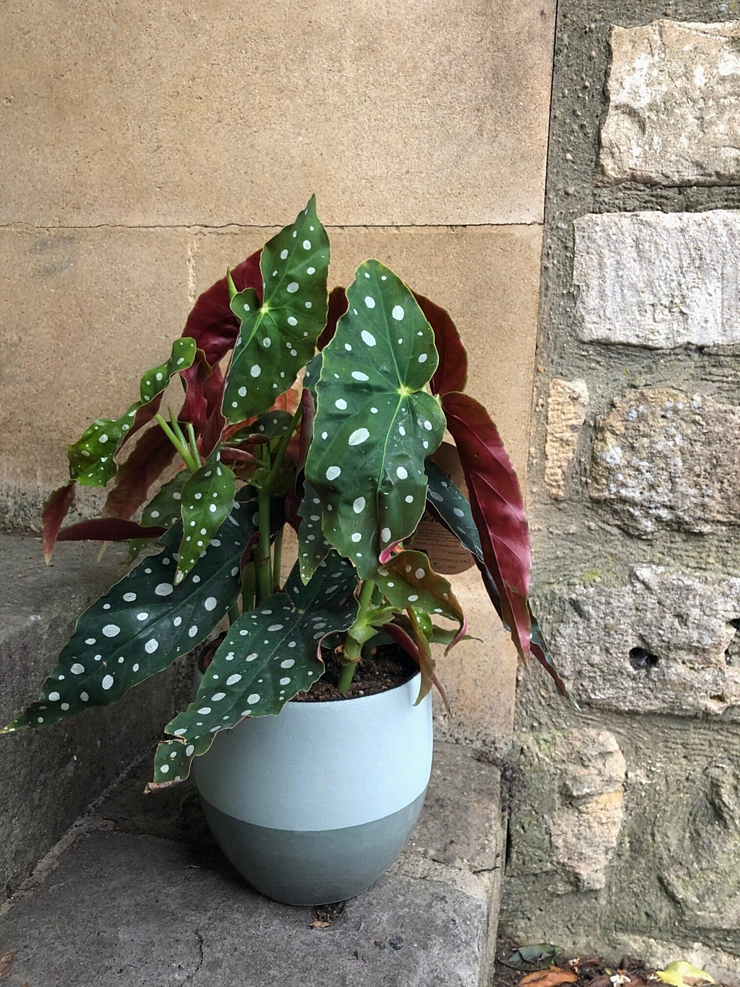Bernie 'Begonia'