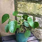 Chines Money Plant - Penelope 'Pilea'