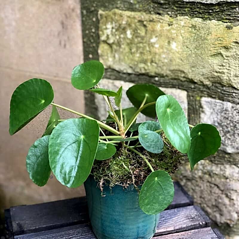Chines Money Plant - Penelope 'Pilea'
