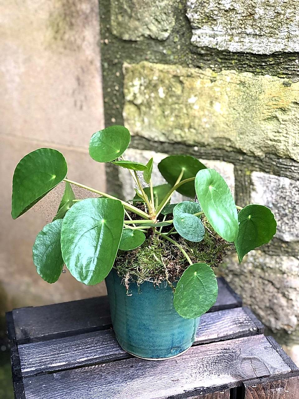 Chines Money Plant - Penelope 'Pilea'