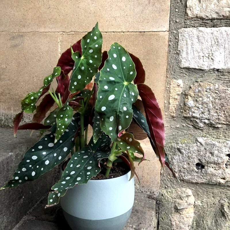 Begonia flowers
