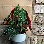 Begonia flowers