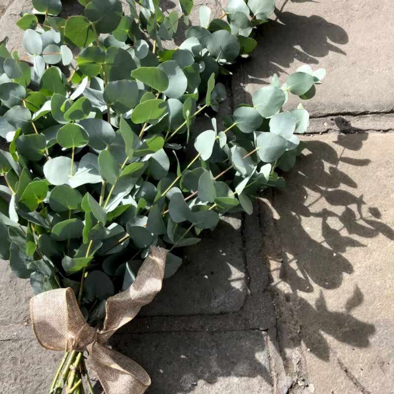 Eucalyptus Bunch