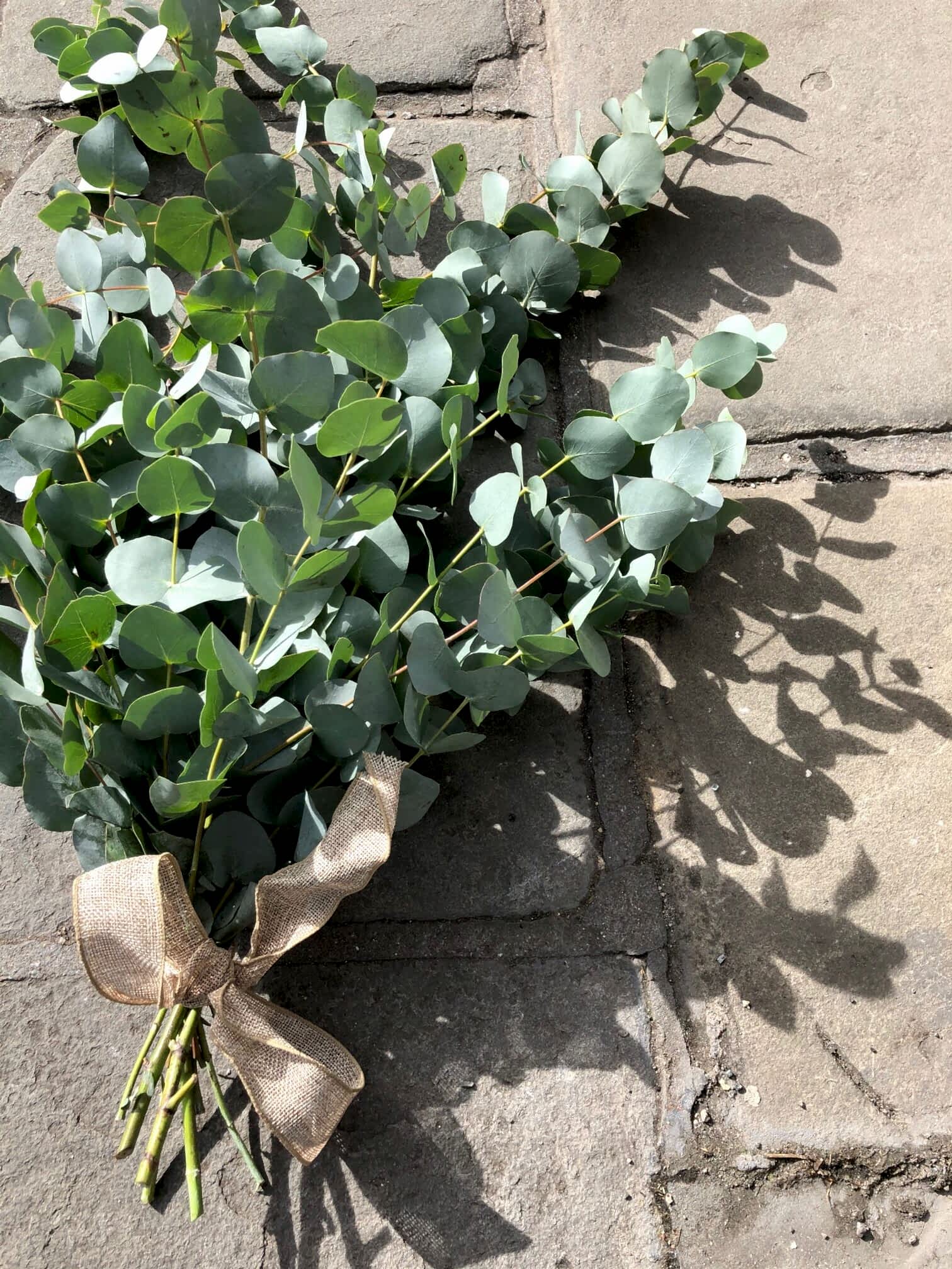 Eucalyptus Bunch