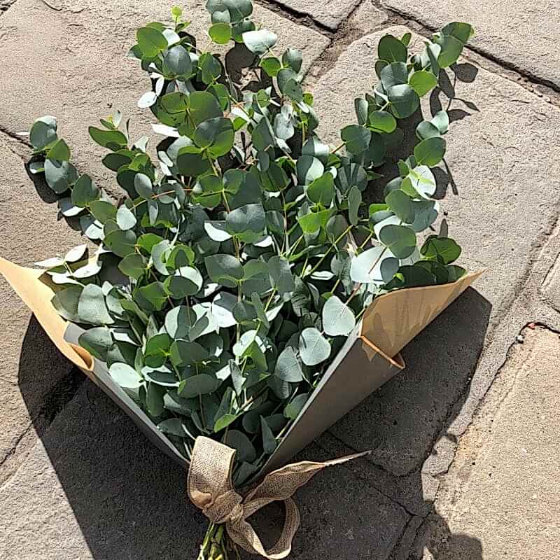 Eucalyptus Bunch
