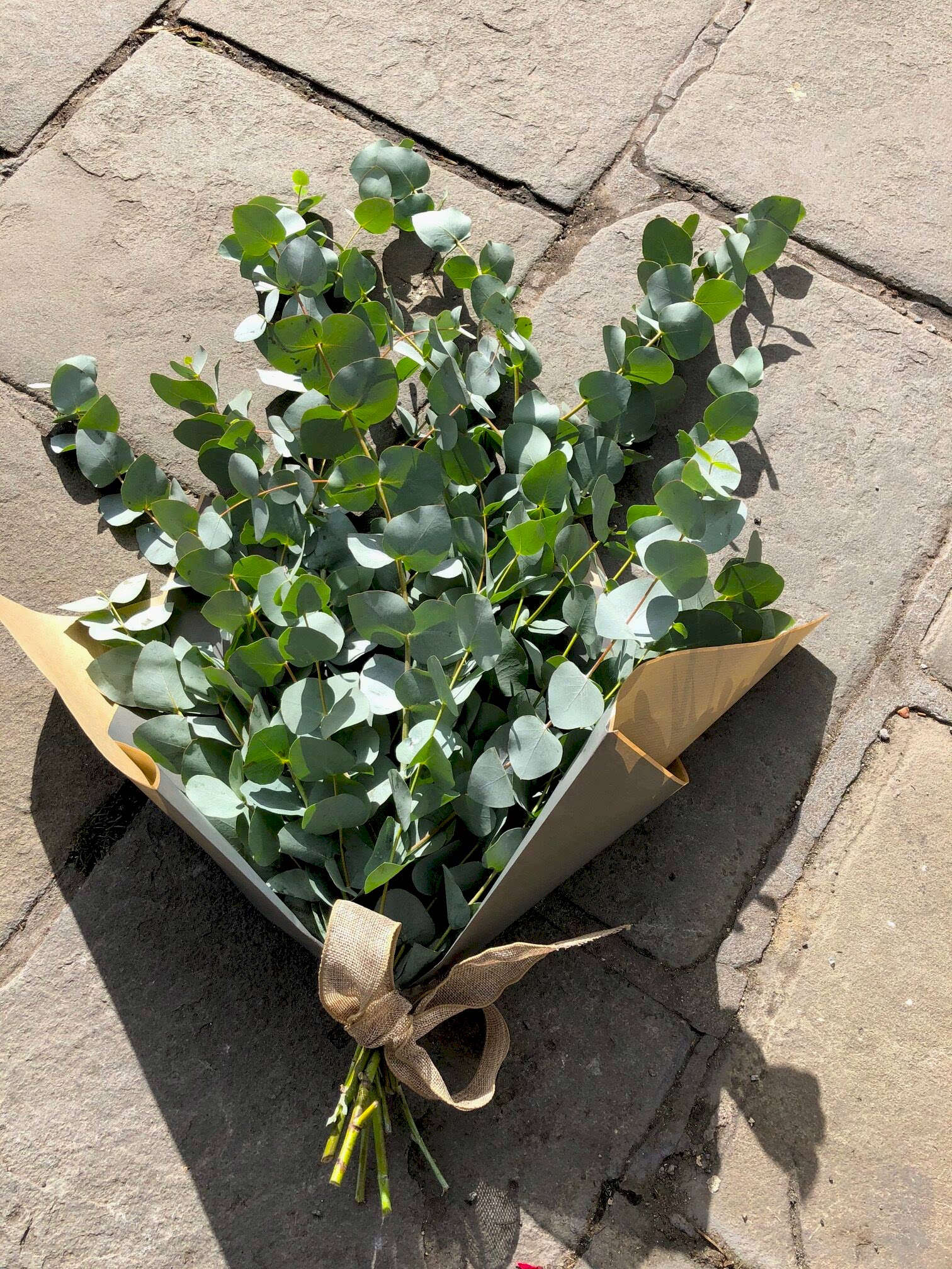 Eucalyptus Bunch