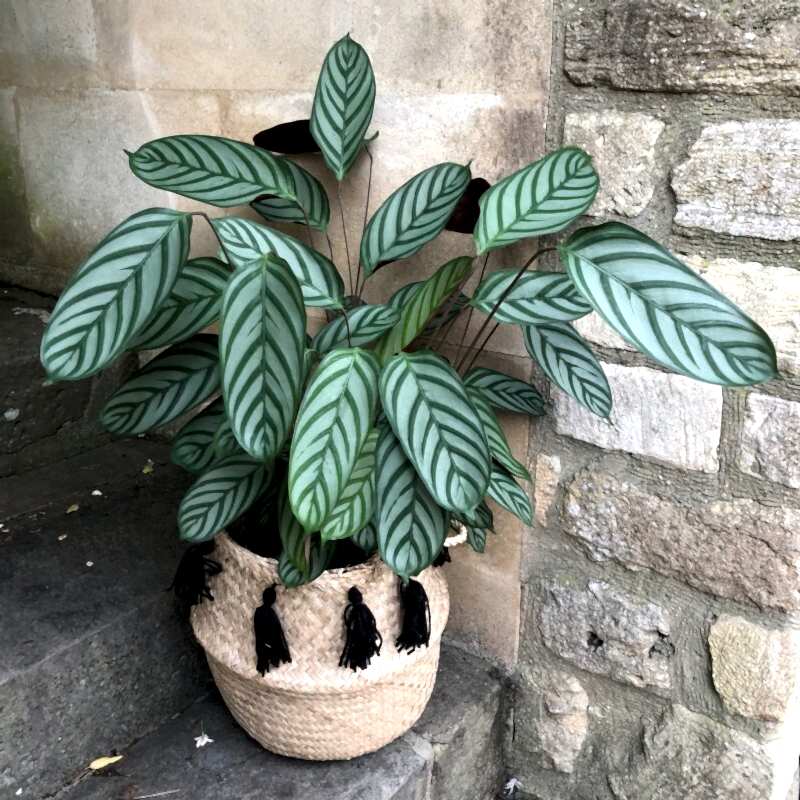 Cassandra 'Calathea'