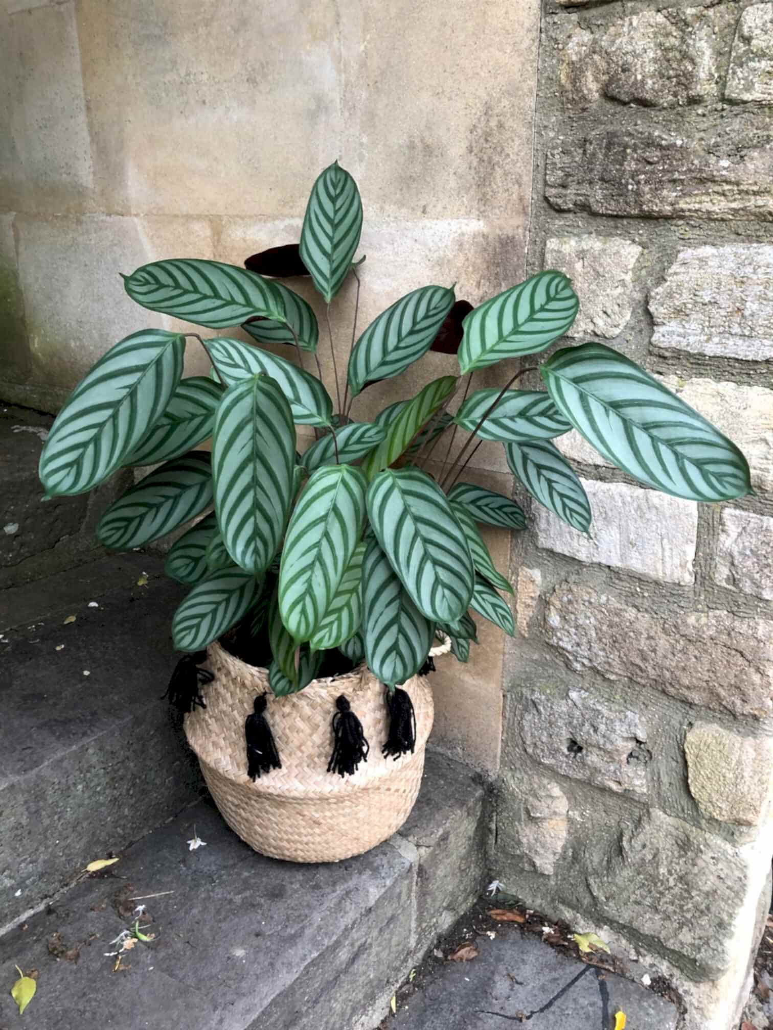 Cassandra 'Calathea'