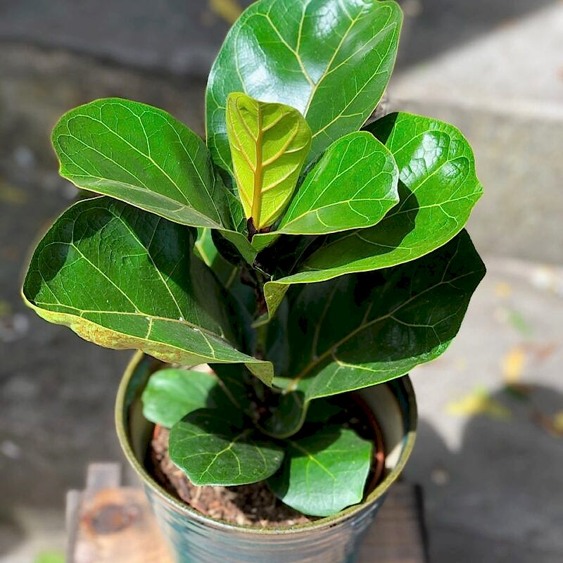 Fiddle leaf fig plant