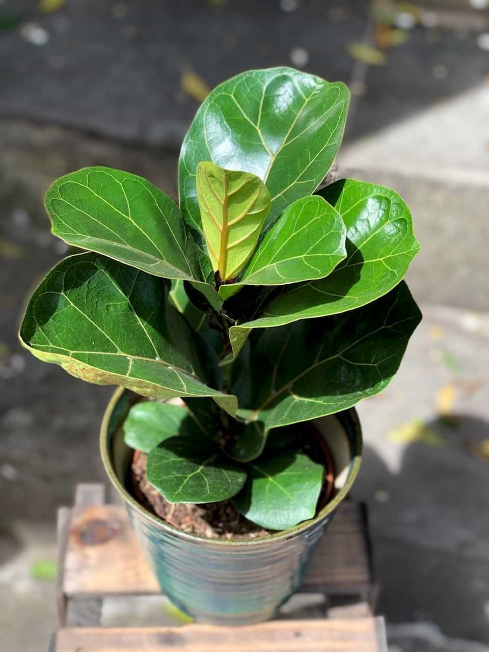 Fiddle leaf fig plant