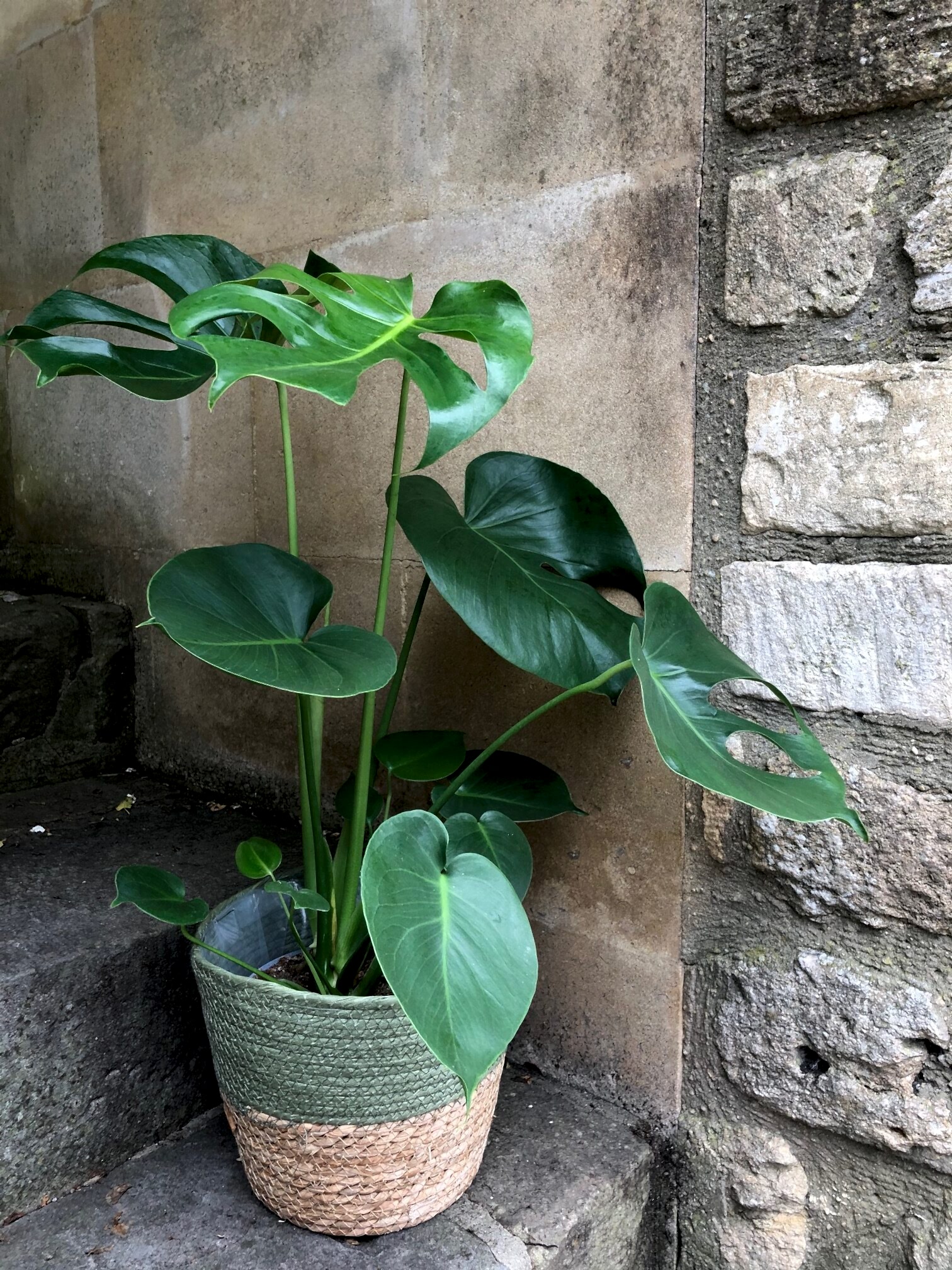 Monty ‘Monastera’