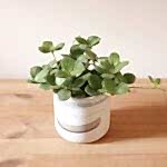 'Priscilla' Peperomia Tetraphylla