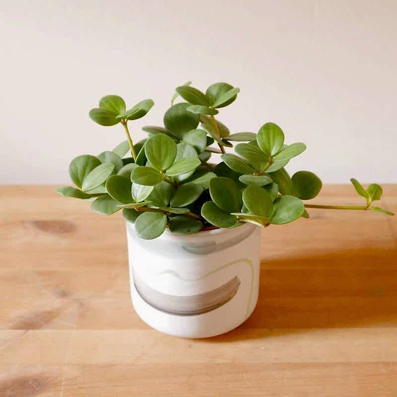 'Priscilla' Peperomia Tetraphylla