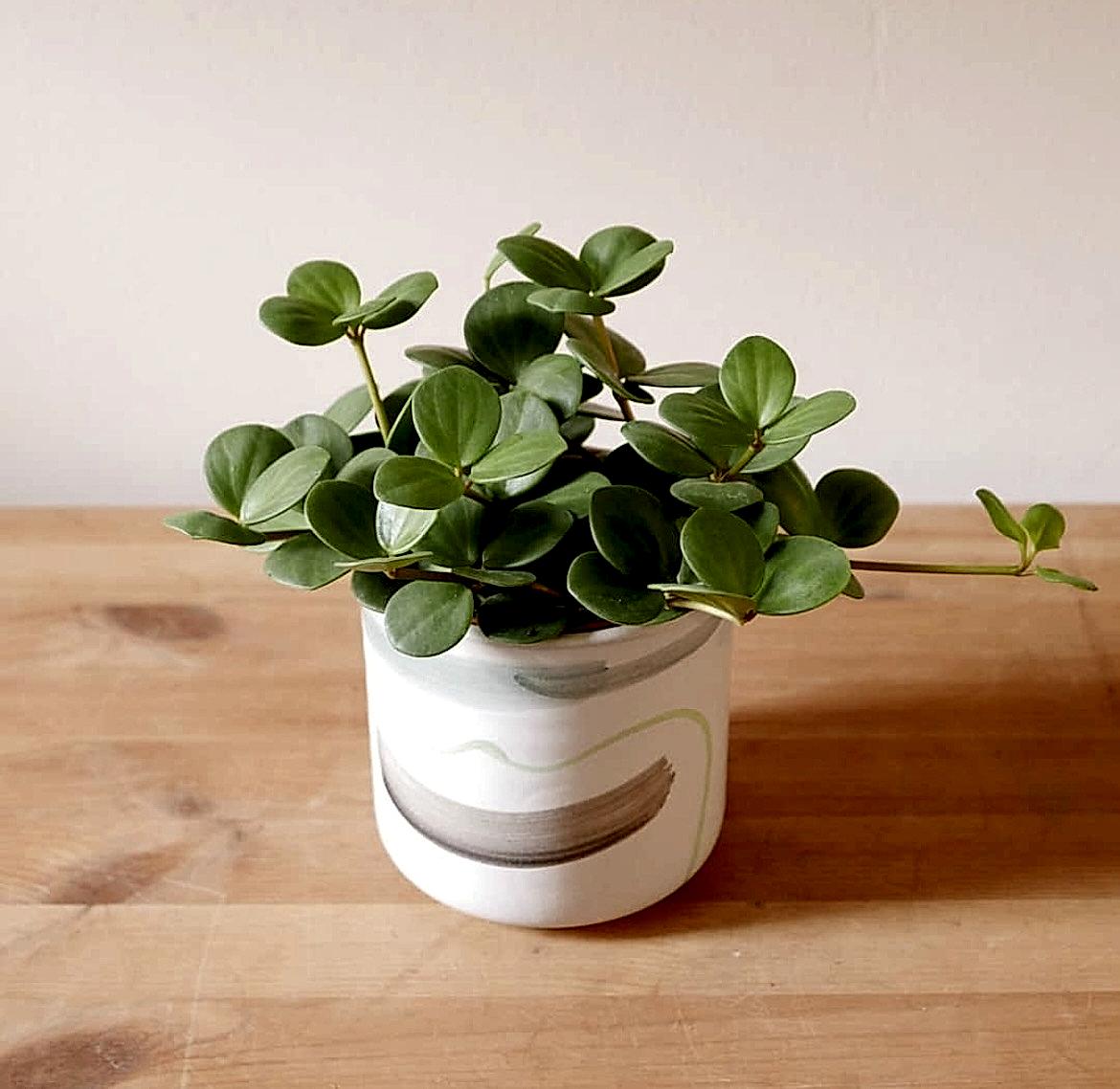 'Priscilla' Peperomia Tetraphylla