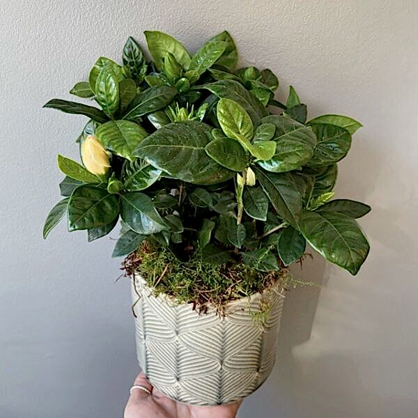 Gardenia plant