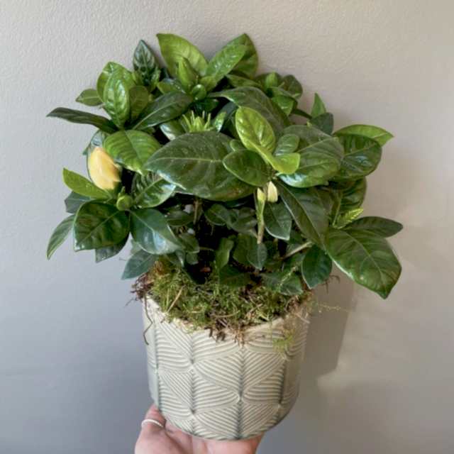 Gardenia plant