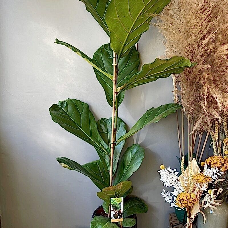 Ficus plant