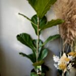Ficus plant