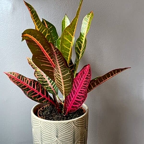 Croton Plant