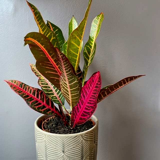 Croton Plant