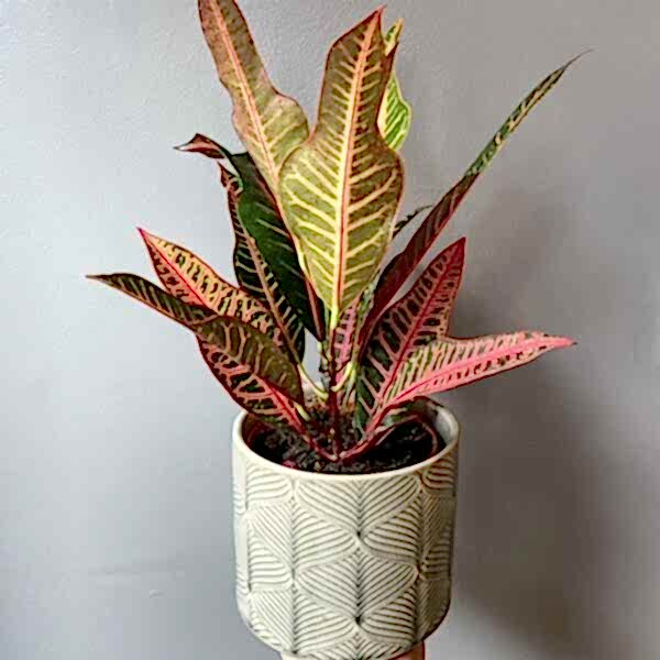Croton Plant