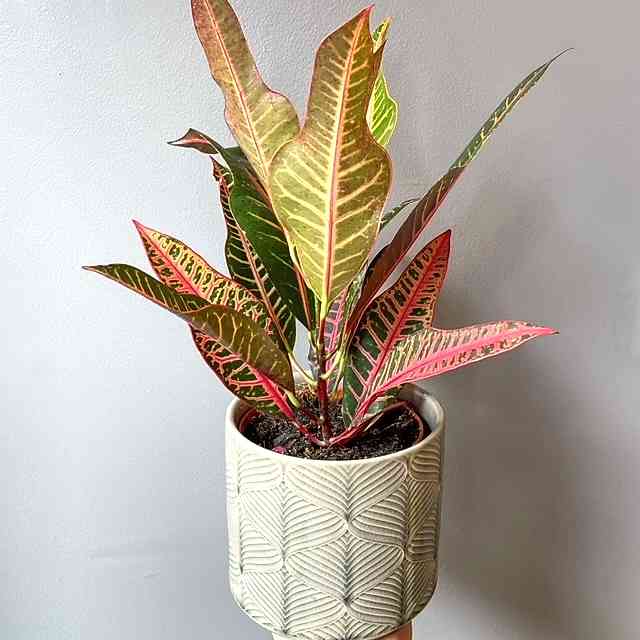 Croton Plant