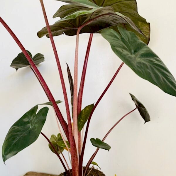 April 'Alocasia'