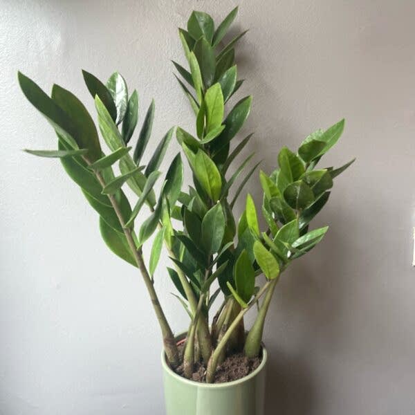 Zara 'ZZ Plant'