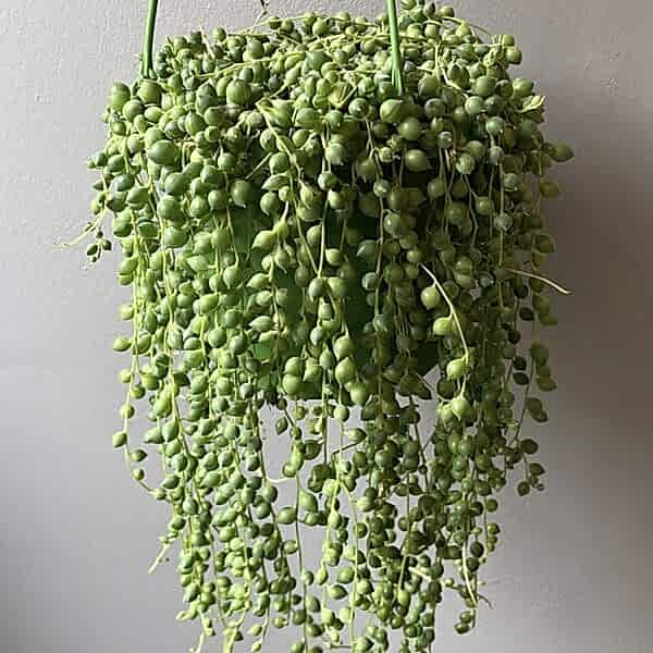 Sarah 'String of Pearls' - Image 1