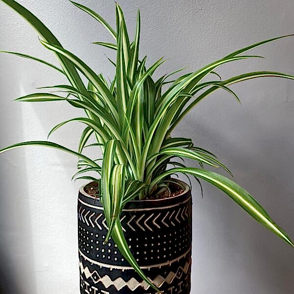 Sabrina 'Spider Plant'