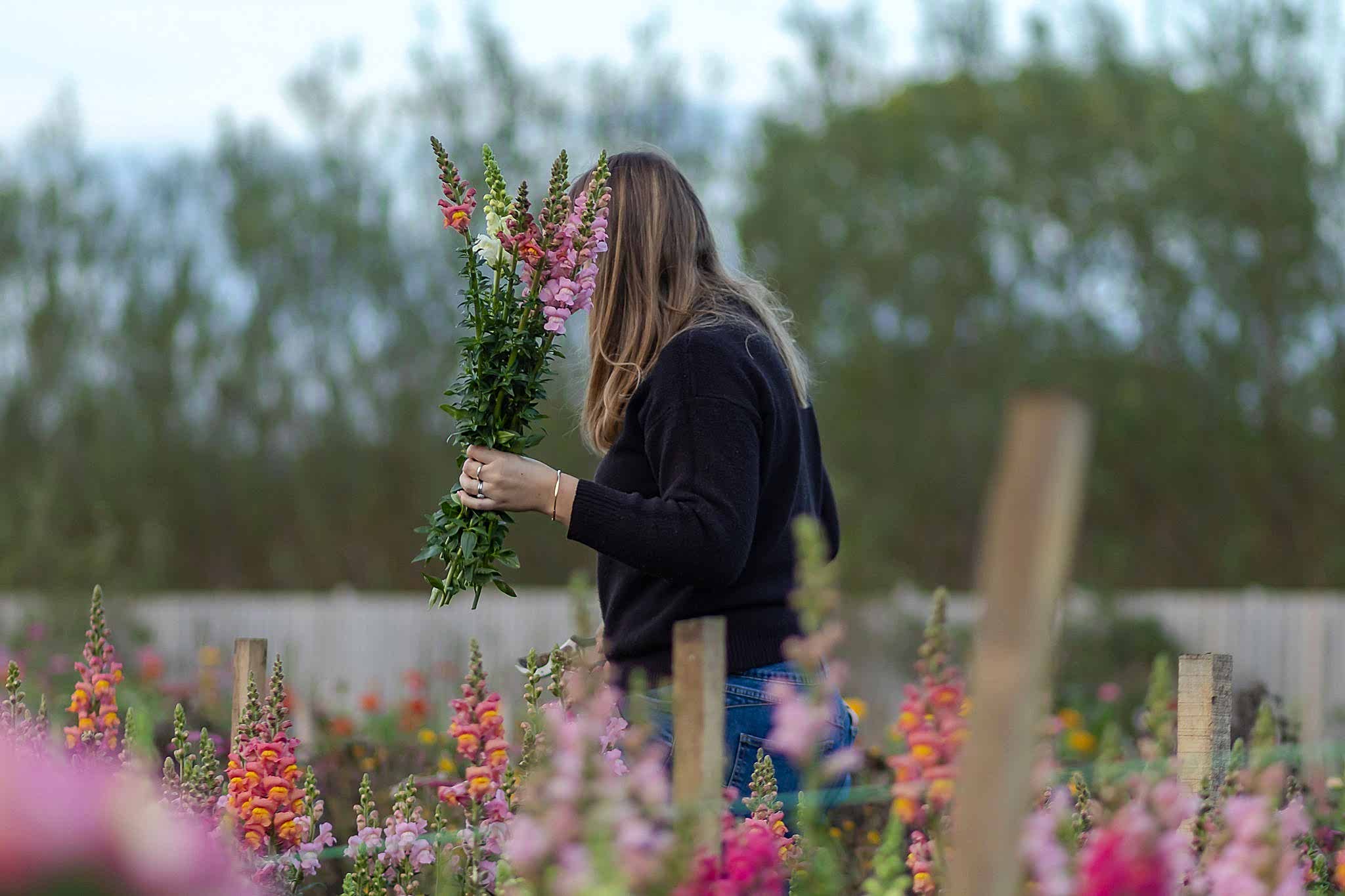 Flower Farm Ella on the flower farm cutting flowers